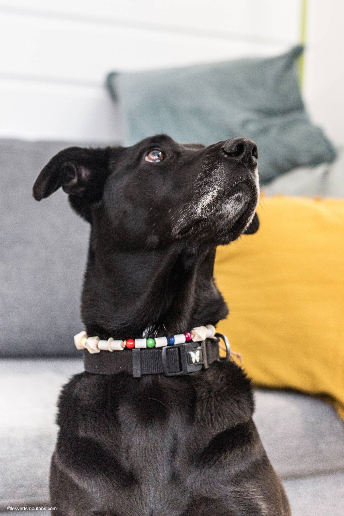 Collier Anti-tiques en cuir - XS à XL