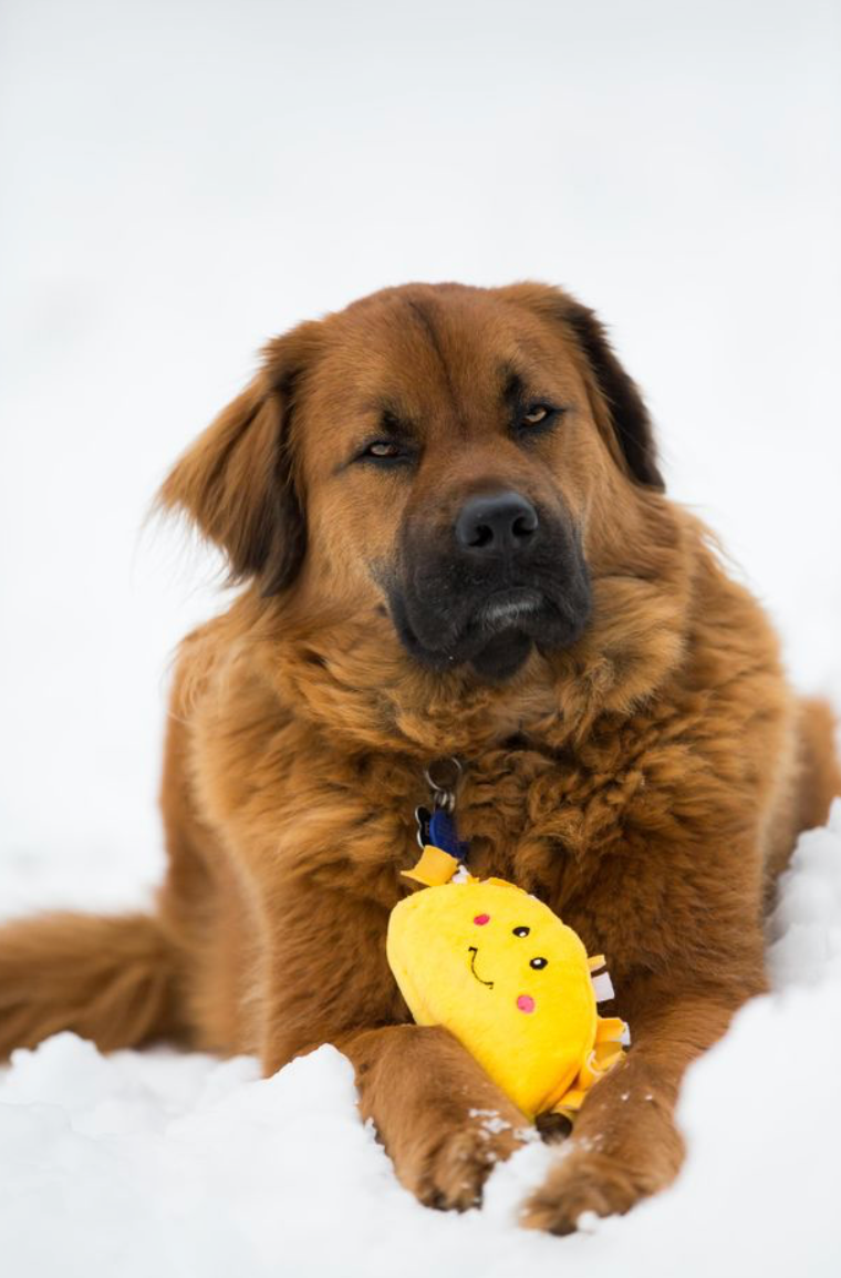 NomNomz® - Jouet chien en peluche taco