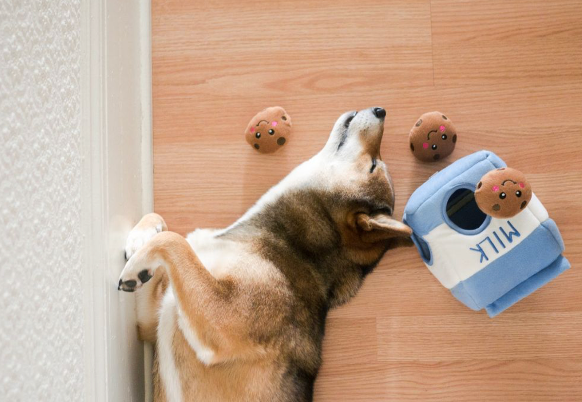 Zippy Burrow - Lait et biscuits - Jouet pour chien
