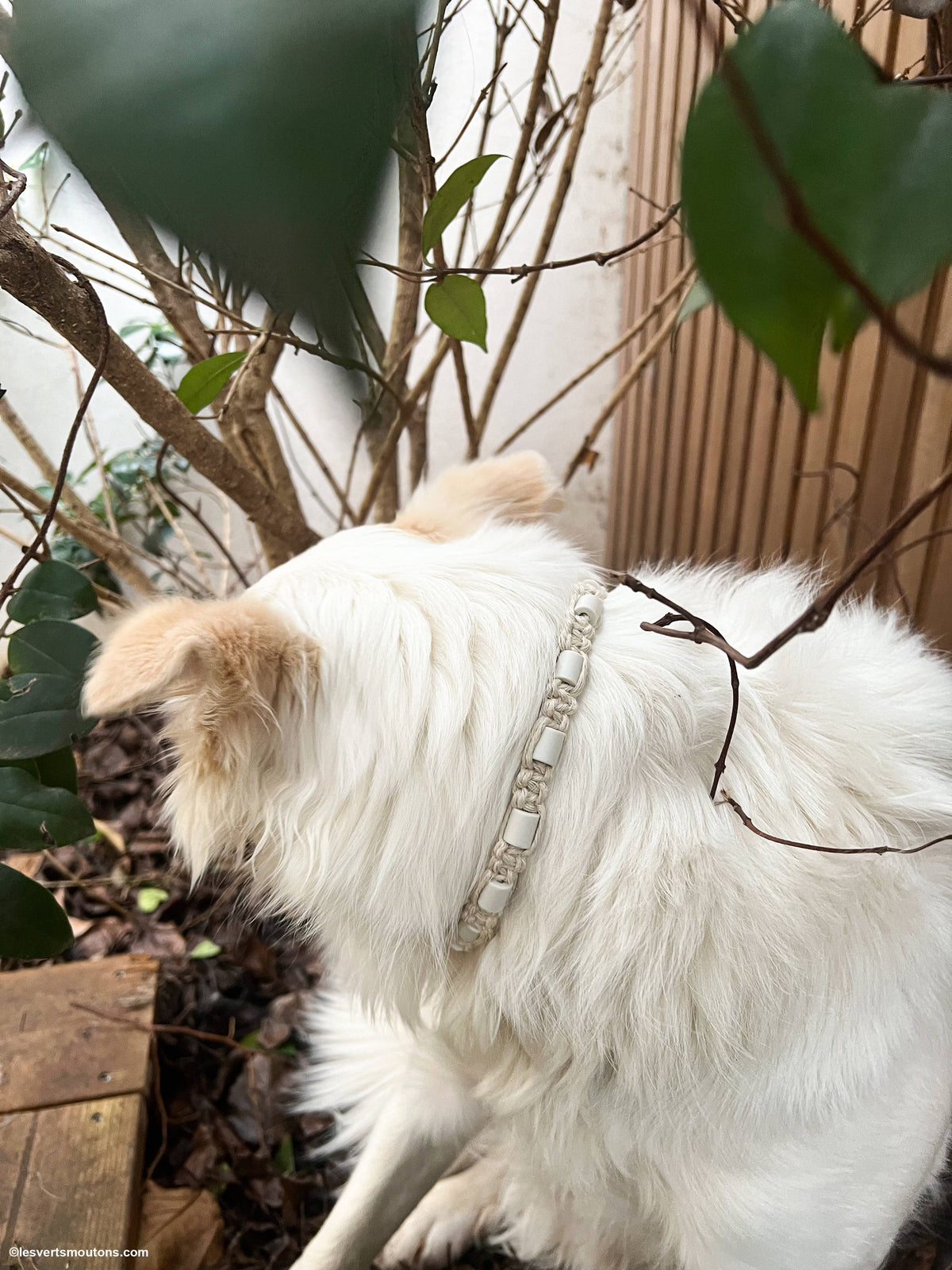 Collier Anti-tiques en chanvre - XS à XL