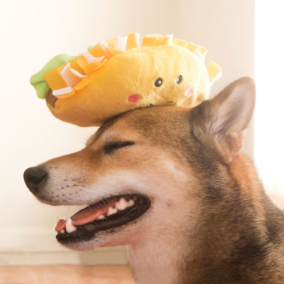 NomNomz® - Jouet chien en peluche taco