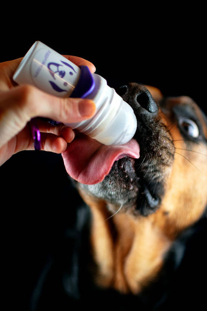 DOGGYROLLER navy - distributeur de friandises liquide pour thérapeutes