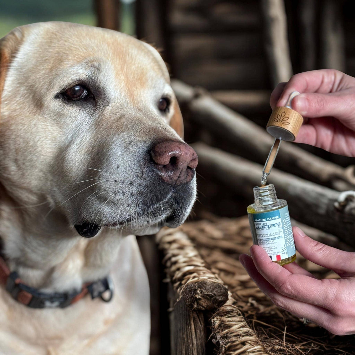 Sérum Sublime Pelage pour chien