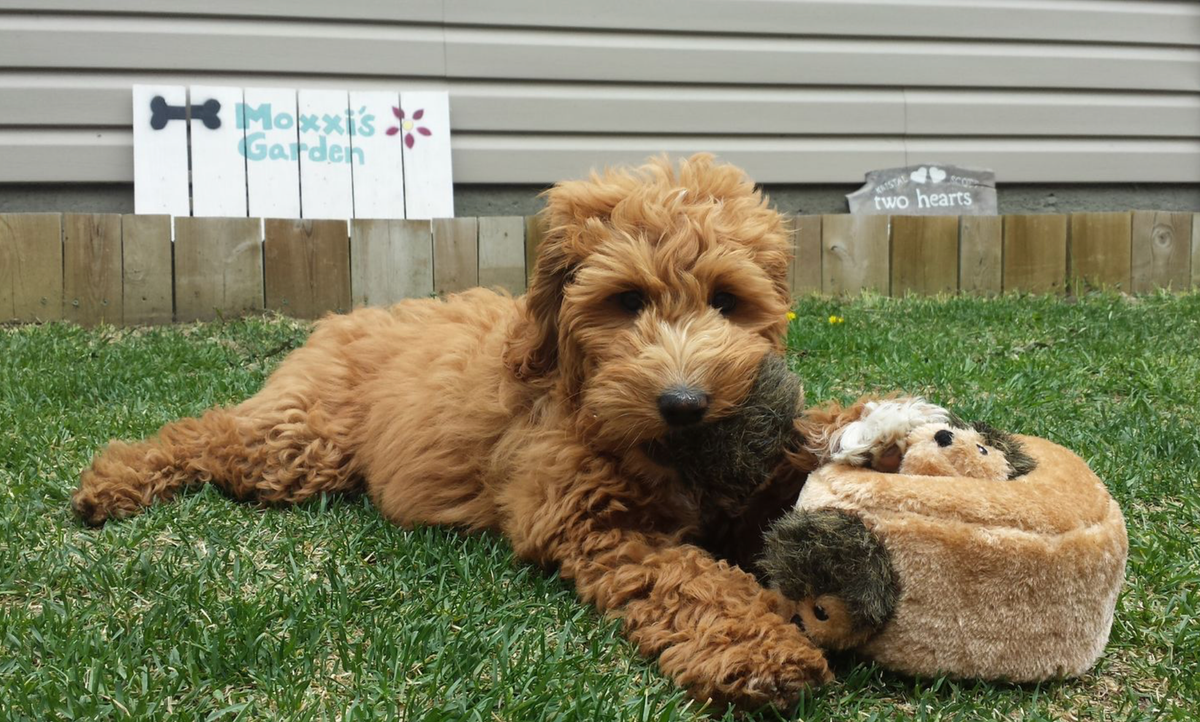 Zippy Burrow - Hedgehog Den - Jouet pour chien