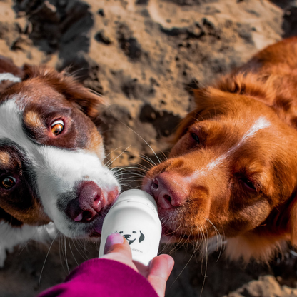 DOGGYROLLER navy - distributeur de friandises liquide pour thérapeutes