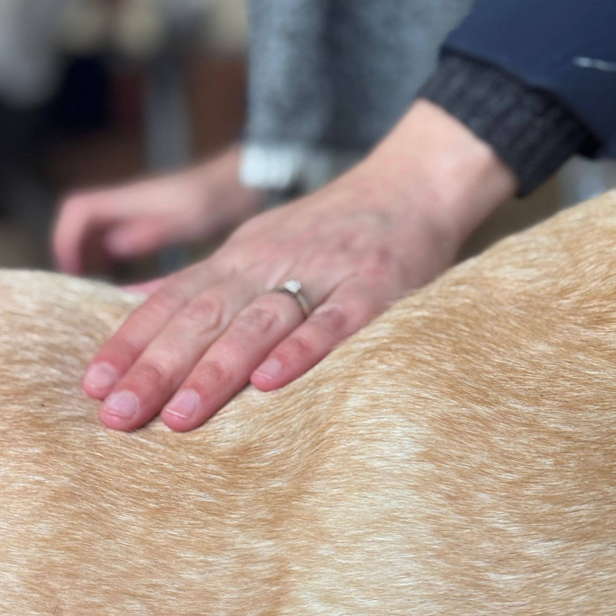 Sérum Sublime Pelage pour chien